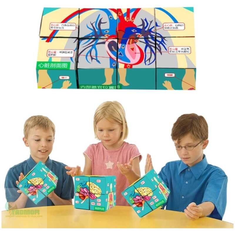 Human Anatomical Cards Anatomy Study Cube Medicals Student Learning Tool Anatomy Chart Sets Human Body Organs Study Cube J60A - Image 2