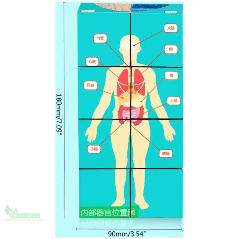 Human Anatomical Cards Anatomy Study Cube Medicals Student Learning Tool Anatomy Chart Sets Human Body Organs Study Cube J60A - Image 3