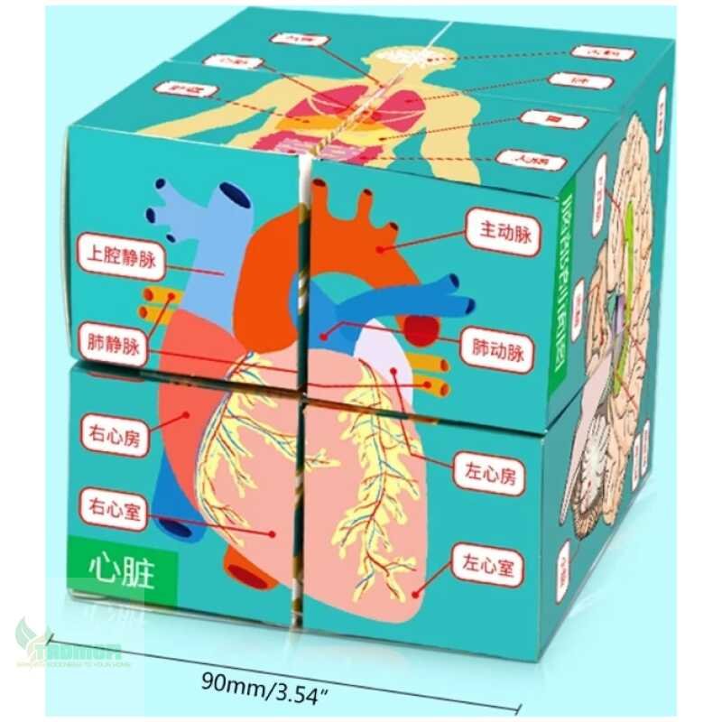 Human Anatomical Cards Anatomy Study Cube Medicals Student Learning Tool Anatomy Chart Sets Human Body Organs Study Cube J60A - Image 6