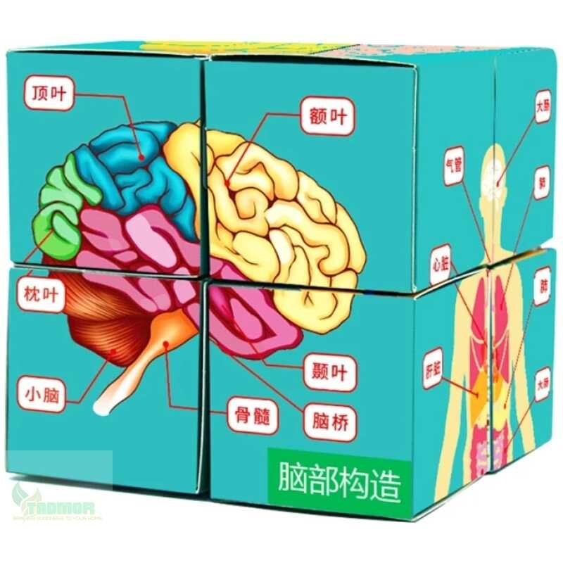 Human Anatomical Cards Anatomy Study Cube Medicals Student Learning Tool Anatomy Chart Sets Human Body Organs Study Cube J60A