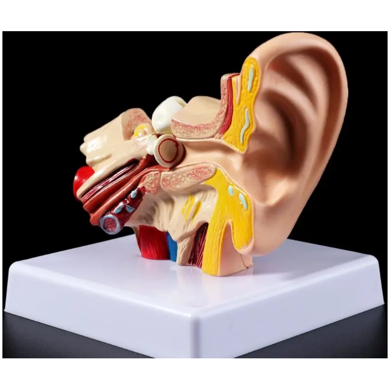 Medical props model 1.5 Times Life Size Human Ear Anatomy Model OrganMedical Teaching Supplies Professional